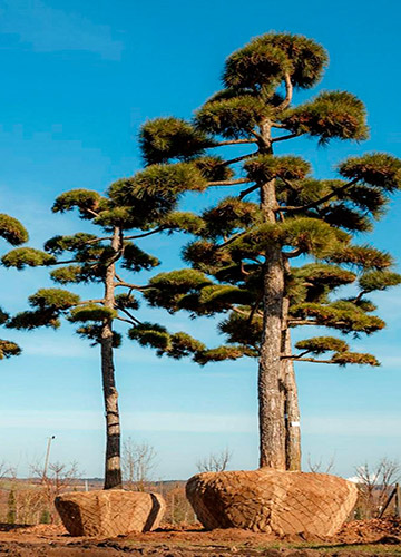 Посадка крупномеров