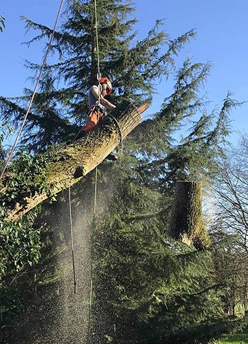 Удаление деревьев