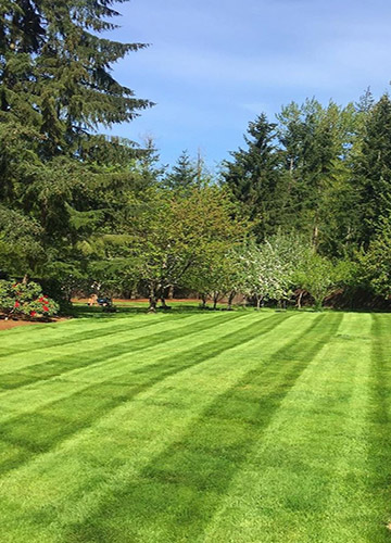 Устройство газона