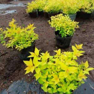 подбор растений