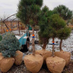 подбор растений