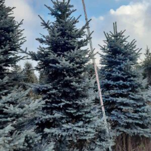 подбор растений