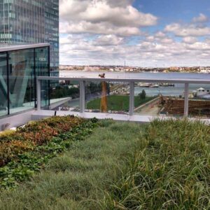 озеленение крыш